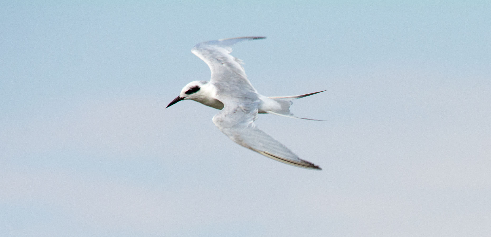 Forster's Tern